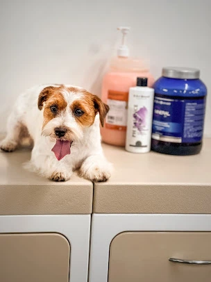 Smiling golden retriever enjoying a professional dog grooming session at klos pet salon in Mayfield Rd. Suite 3, Alpharetta, GA 30009.