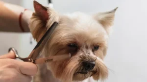 dog grooming at KLŌS Fine Pet Salon