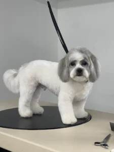 Dog enjoying an ozone hydrotherapy spa treatment at KLŌS Fine Pet Salon in Milton, GA, focused on skin healing and coat rejuvenation.