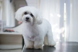 Professional dog grooming at KLŌS Fine Pet Salon in Milton, GA versus mobile grooming van services