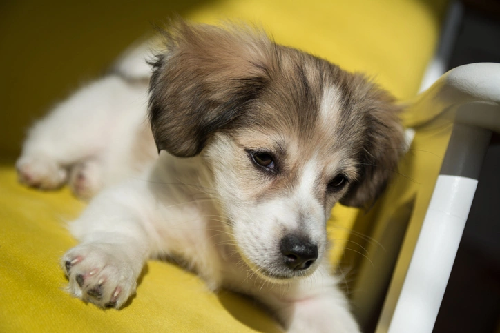Dog receiving therapeutic pet grooming with Iv San Bernard products at KLŌS Fine Pet Salon in Milton, GA