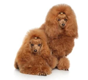 Luxury dog grooming with Italian Iv San Bernard products and ozone therapy at KLŌS Fine Pet Salon, Milton GA