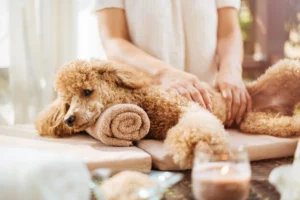 Dog receiving a PEK coat mask treatment at KLŌS Fine Pet Salon in Milton, GA using Iv San Bernard therapeutic products