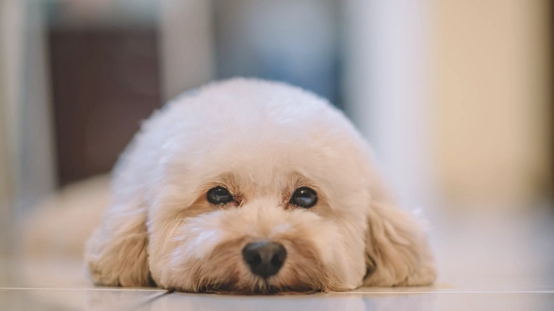 Dog receiving expert therapeutic pet grooming and skin care treatment at KLŌS Fine Pet Salon in Milton, GA