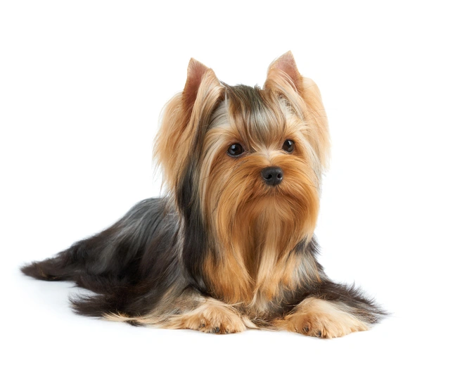 Dog getting a conditioning treatment at KLŌS Fine Pet Salon