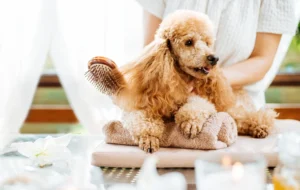 Golden retriever receiving a therapeutic 21-day grooming treatment at KLŌS Fine Pet Salon in Milton, GA