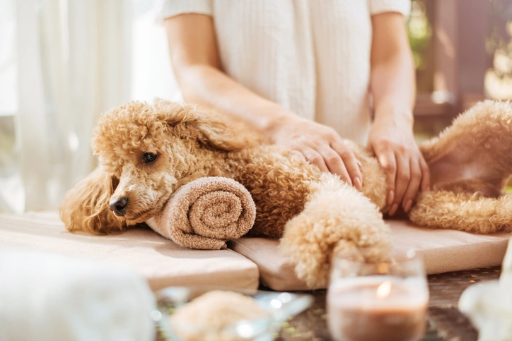 Dog receiving luxury grooming treatment at KLŌS Fine Pet Salon