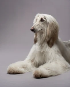 Dog enjoying therapeutic grooming at KLŌS Fine Pet Salon