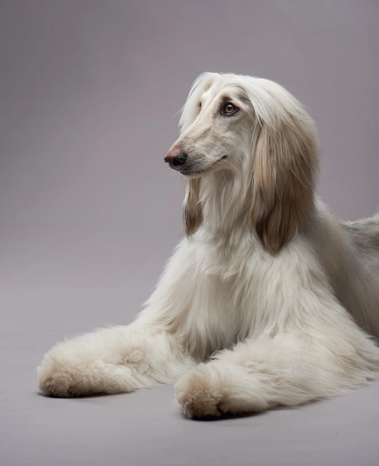Dog enjoying therapeutic grooming at KLŌS Fine Pet Salon