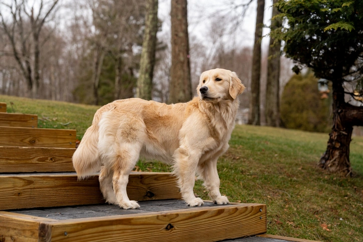Long-coated dog receiving seasonal grooming care at KLŌS