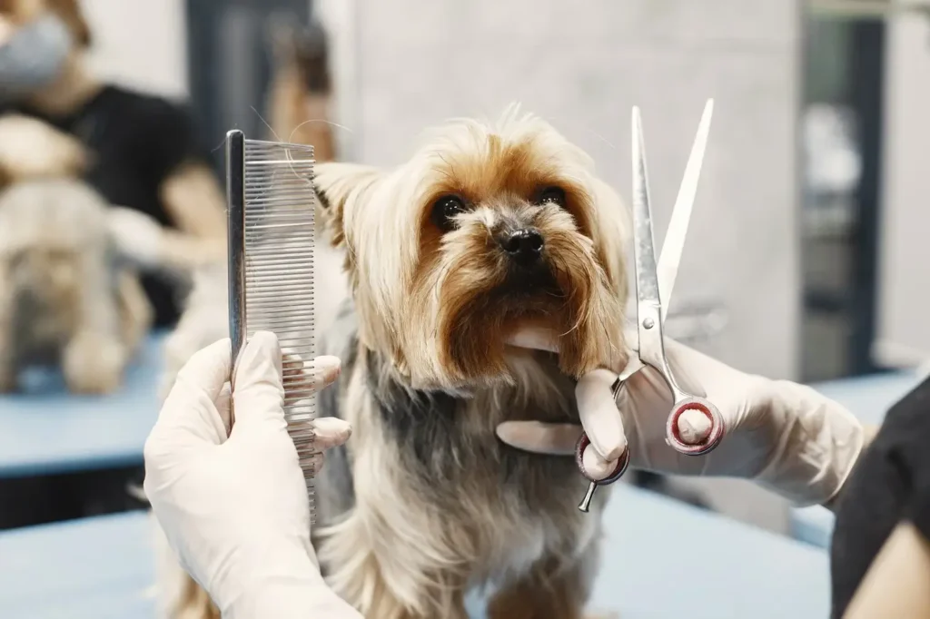 A groomer gently brushing a Goldendoodle in a calm, upscale pet salon in Milton, highlighting personalized coat care.