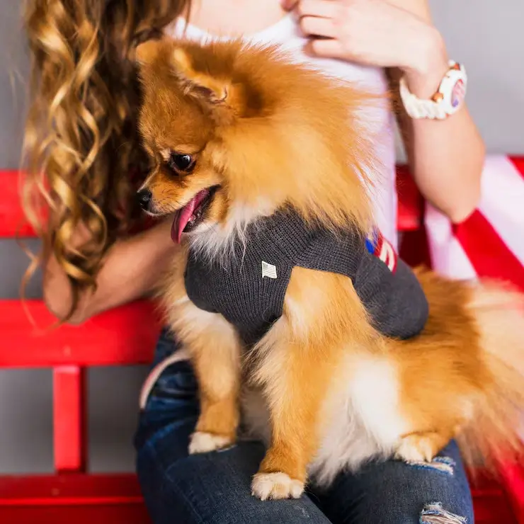 A groomer gently brushing a Goldendoodle in a calm, upscale pet salon in Milton, highlighting personalized coat care.