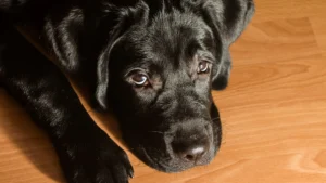 Discover why dog skin care is essential for a healthy coat. KLŌS Fine Pet Salon in Milton offers advanced CoatCare therapy with hydrotherapy, custom treatments, and seasonal skin solutions.