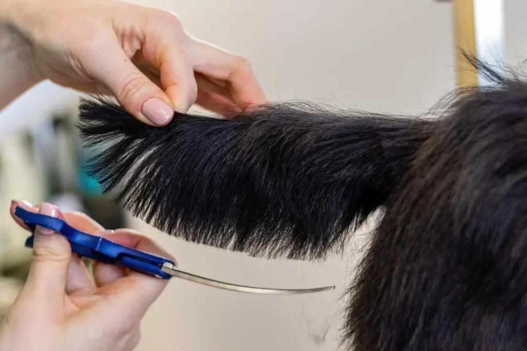 A professional groomer providing a full-service groom to a happy dog in an upscale pet salon, showing premium coat care and wellness.