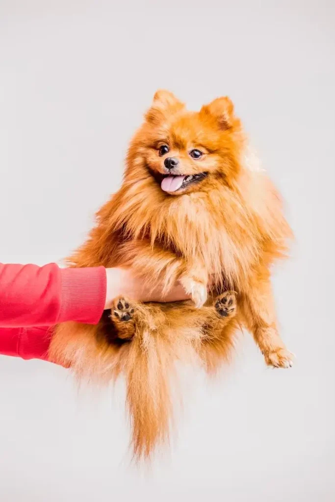 A smiling groomer scheduling a dog’s next grooming appointment while handing a client a booking card in a calm, upscale pet salon.