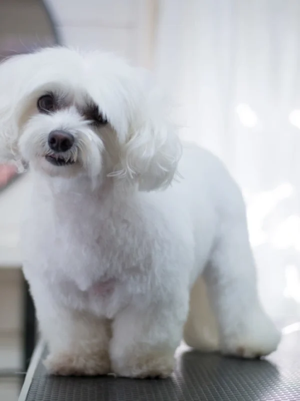 Professional dog grooming at KLŌS Fine Pet Salon in Milton, GA versus mobile grooming van services
