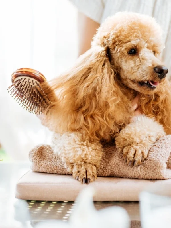 Golden retriever receiving a therapeutic 21-day grooming treatment at KLŌS Fine Pet Salon in Milton, GA