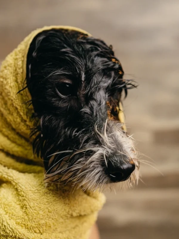 Professional groomer at KLŌS Fine Pet Salon gently bathing a golden doodle using frothing method